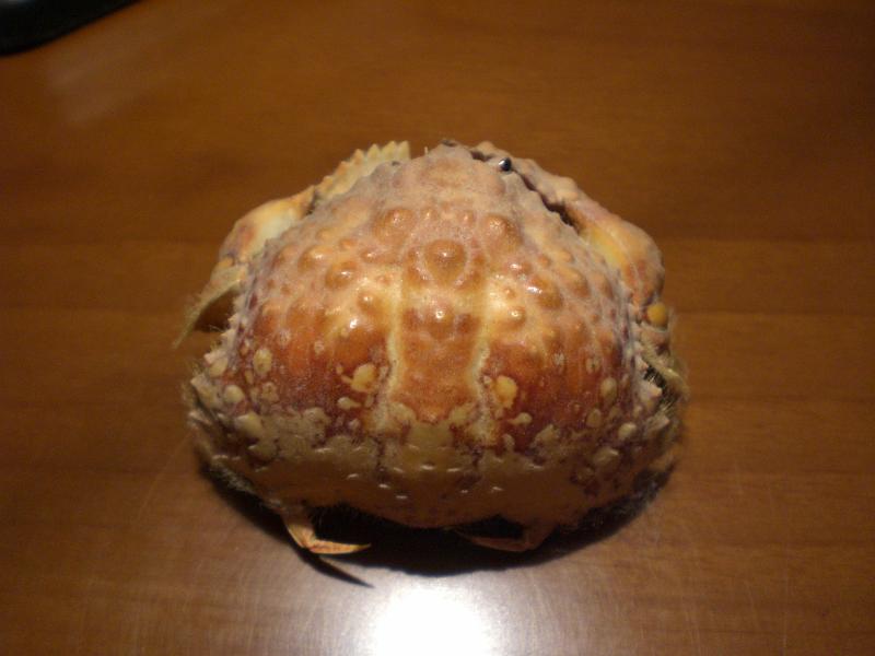 calappa undulata T.F.C. dorsal view 1.jpg